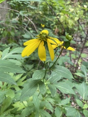 Rudbeckia laciniata