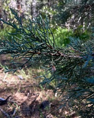 Walshomyia juniperina