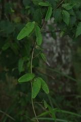 Lardizabalaceae