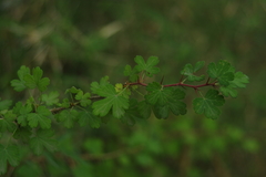 Ribes formosanum