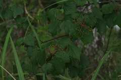 Viburnum betulifolium