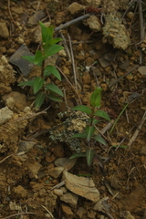 Swertia macrosperma