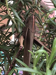 Schistocerca flavofasciata