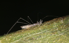 Empicoris vagabundus