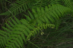 Pteridium revolutum