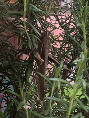 Schistocerca flavofasciata