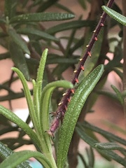 Schistocerca flavofasciata