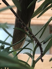 Schistocerca flavofasciata