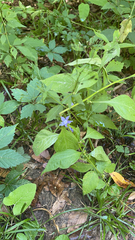 Campanulastrum americanum