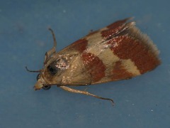 Tegostoma baphialis