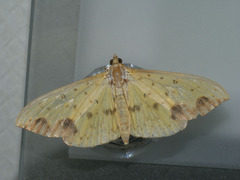 Botyodes principalis