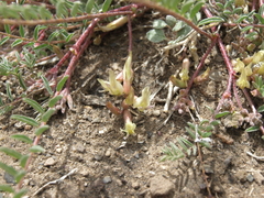 Astragalus lentiginosus semotus