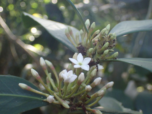 Acokanthera oblongifolia, photograph 3