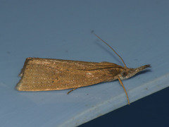 Chilo luteellus