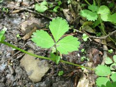 Potentilla centigrana