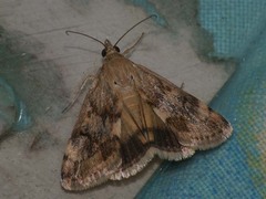 Aeschremon disparalis