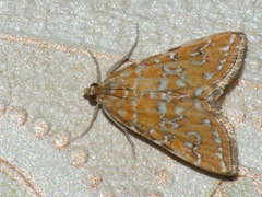 Elophila fengwhanalis
