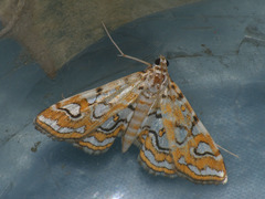 Elophila interruptalis