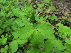 Potentilla centigrana