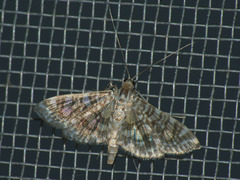 Glyphodes onychinalis