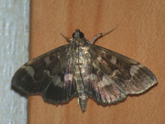 Herpetogramma luctuosalis
