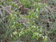 Euphorbia petiolaris