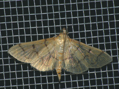 Patania chlorophanta