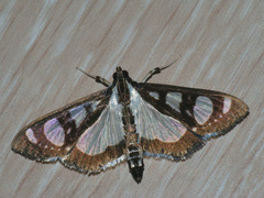 Glyphodes quadrimaculalis