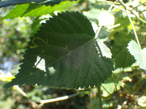 Image of Acalypha glabrata by (c) Mahomed Desai, some rights reserved (CC BY)