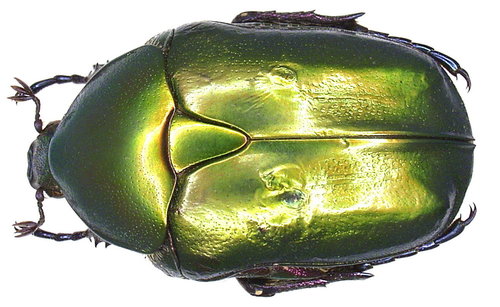 Protaetia cuprea obscura