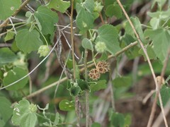 Pseudabutilon umbellatum