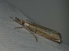 Metacrambus carectellus