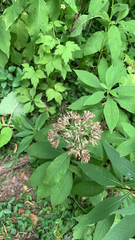 Eutrochium purpureum