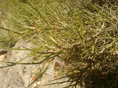 Genista salzmannii
