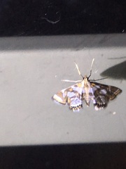 Chrysendeton medicinalis