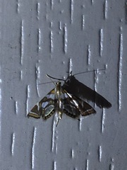 Chrysendeton medicinalis