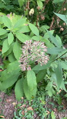 Eutrochium purpureum