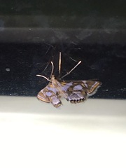 Chrysendeton medicinalis