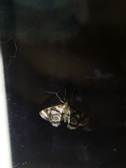 Chrysendeton medicinalis