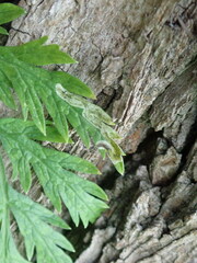 Liriomyza artemisicola