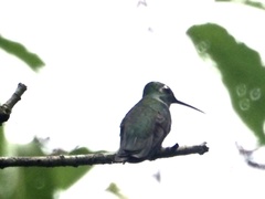 Heliomaster longirostris
