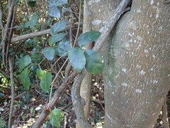 Rhoicissus rhomboidea