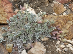 Astragalus calycosus calycosus