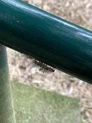 Arctiinae