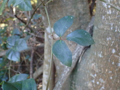 Rhoicissus rhomboidea