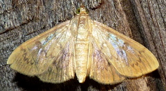 Crocidophora tuberculalis