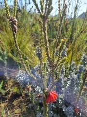 Erica cerinthoides