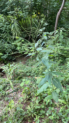 Verbena urticifolia