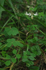 Astragalus nokoensis
