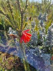 Erica cerinthoides